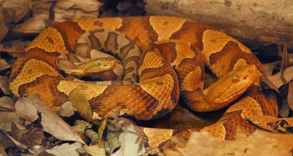 Tổng[-]hợp[-]những[-]khám[-]phá[-]"điên[-]rồ"[-]nhất[-]năm[-]2012[-]8